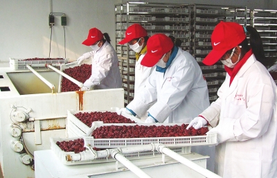 雖是寒冬，內(nèi)黃紅棗加工生產(chǎn)依然熱火朝天。