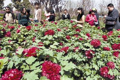 　 5日，國際牡丹園開園迎賓，連日來，慕名而來賞花踏青的游客絡(luò)繹不絕