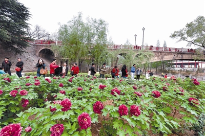 在王城公園橋北新開辟的甘棠洲牡丹觀賞區(qū)內(nèi)，霓虹煥彩、晨紅等品種牡丹盛開，給來自海內(nèi)外的賞花游客帶來驚