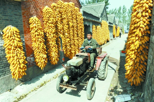博愛(ài)農(nóng)家的“金秋”