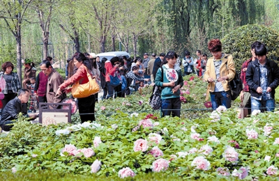  清明小長假期間，隋唐城遺址植物園內(nèi)游人如織