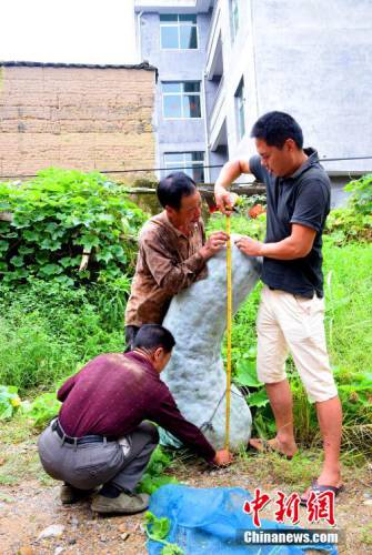 福建蕉城一農(nóng)戶(hù)種出173.5斤巨型冬瓜