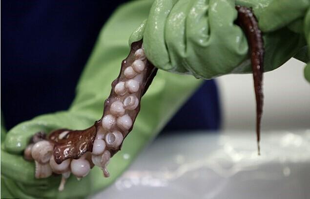 南極驚現(xiàn)350公斤巨型魷魚(yú)