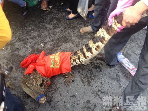 兩車(chē)刮擦致螃蟹鱷魚(yú)滿(mǎn)地爬 被路人搶光