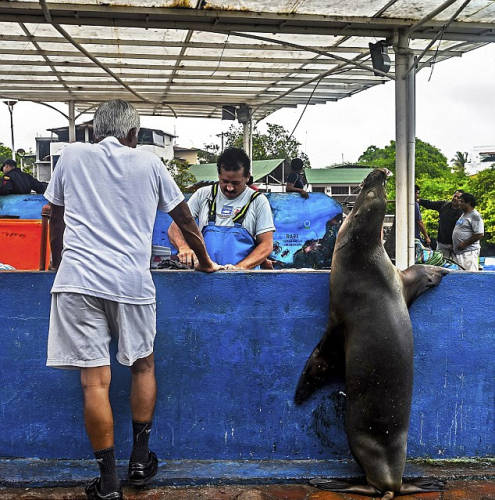 海獅變魚攤?？?排隊“購買”金槍魚