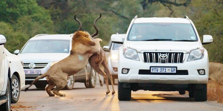 獅子們?cè)诰嚯x人類一米的地方捕食