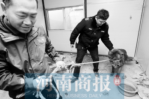 麻藥起作用后，這只藏獒被執(zhí)法人員控制