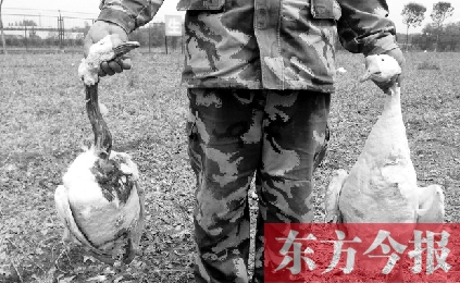 濟源一山間農(nóng)場遭襲，死傷200多只大鵝