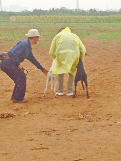 上場(chǎng)前，狗主人進(jìn)場(chǎng)撫摸自己的愛(ài)犬，給它打氣加油。