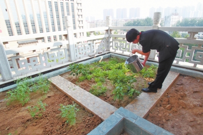 鄭州某酒店在樓頂打造的菜園子，服務(wù)員正在澆水。