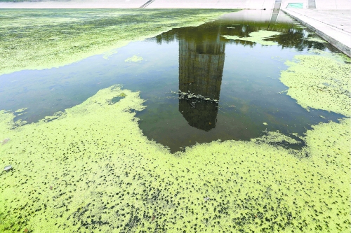 幾近干涸、臭氣熏天、長(zhǎng)滿水草的東風(fēng)渠，已不見(jiàn)往日容顏　 記者 侯建勛/攝