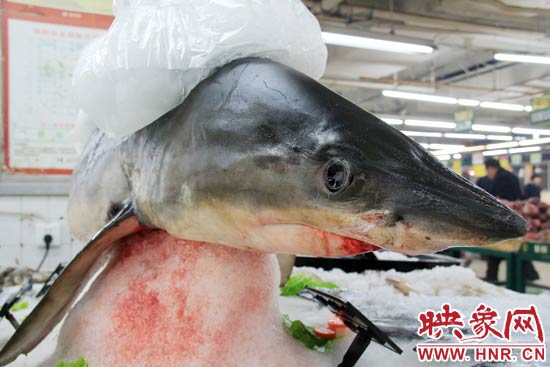 這條鯊魚長約1.5米，寬約0.5米，上身被碎冰覆蓋，保存較完整。