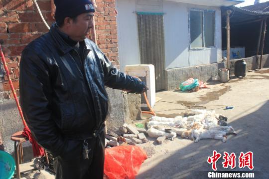 圖為家禽收購點的陳姓工作人員介紹，是這些愛狗人士的封堵讓這些兔子無辜死去?！●R義恒　攝