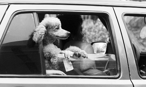 再帶著寵物出門坐出租車，可得想好了