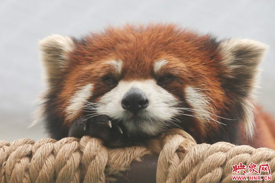 小熊貓在世界各動物園中是相當受歡迎的動物。