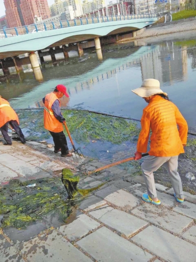 每天出動六十人次進行打撈，也難以遏制綠藻蔓延。