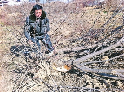 問周邊的人，都說白天沒見有人推樹，可能是夜里被鏟車推的