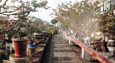 劉光嘉出示博物館內(nèi)部圖片中，擺放著各種盆景。