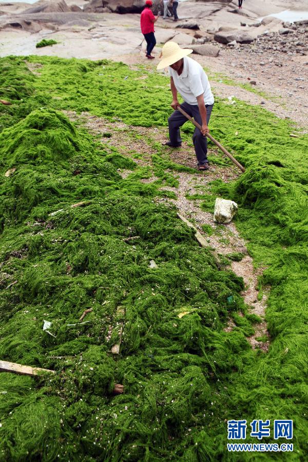 6月10日，山東日照市萬平口景區(qū)管理部門組織工作人員在清理海灘上的滸苔。