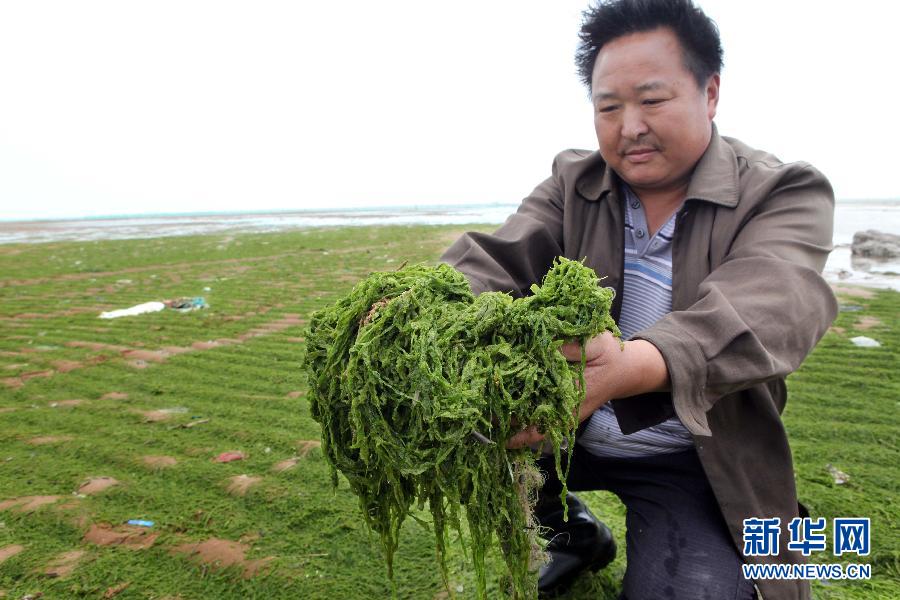 6月10日，在江蘇省連云港市贛榆縣海州灣旅游度假區(qū)，一名漁民在展示清理的滸苔。