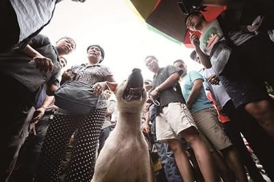 一只狗被動保人士與狗販子圍在中間，等待兩方的討價還價后決定去向