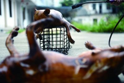 今天上午，玉林很多餐館為即將到來的狗肉節(jié)備貨，圖為餐館后廚正在加工狗肉 記者 劉暢 攝