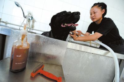 天熱時,搜油犬會天天洗澡。