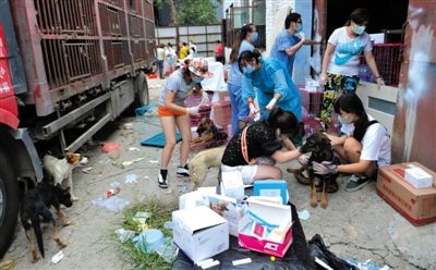 昨日下午,志愿者對攔截下來的狗逐一檢查,分類進(jìn)行管理。