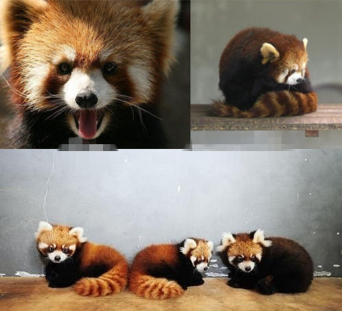 網(wǎng)友猜測三只小浣熊寓意歐弟老婆懷孕。