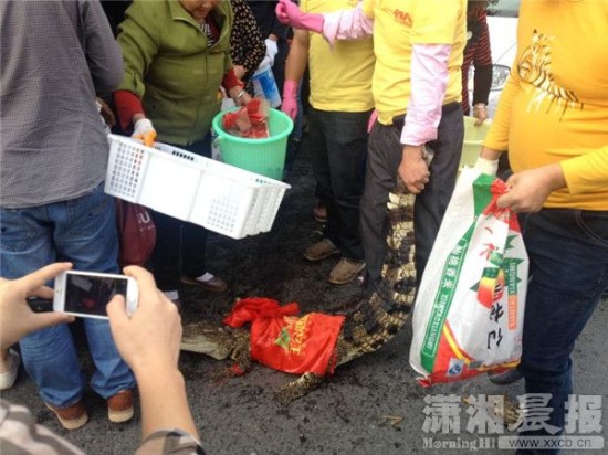 鱷魚被車主抓到。