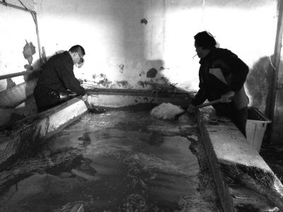 “黑作坊”的豆芽在臟亂不堪的水泥池中清洗。