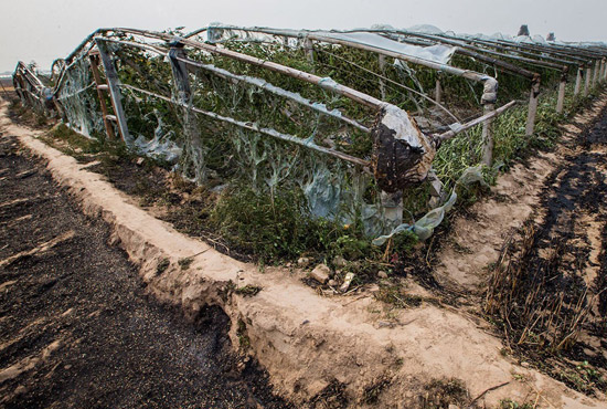 內(nèi)黃縣梁莊鎮(zhèn)南前桐村被燒壞的蔬菜大棚。
