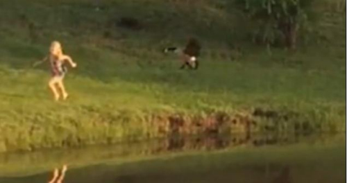 圖二：小女孩遭鵝襲擊向父親求救，但他不但沒有伸出援手，反而狂笑不止。