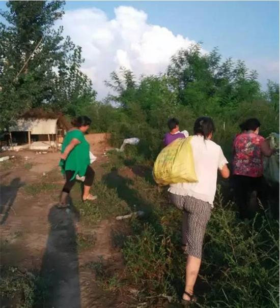 村民哄搶梨子 村民哄搶梨子