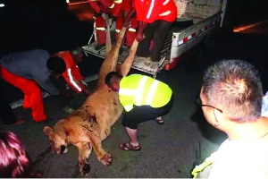 這頭母獅體態(tài)彪悍，重達400斤左右 網(wǎng)絡(luò)圖片　