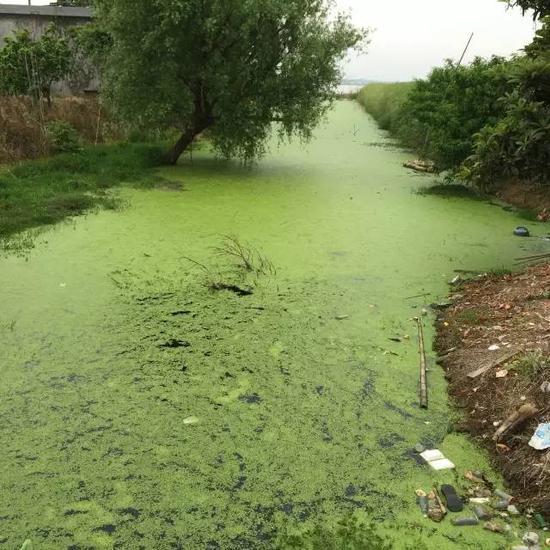 水污染現(xiàn)場，2015年7月 洞庭湖腹地湖南省安鄉(xiāng)縣安豐鄉(xiāng)出口洲社區(qū)房前屋后水網密布，但水污染嚴重水體發(fā)臭 新華社記者周楠攝