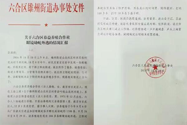 交匯點10月10日消息， 10日晚上，一則消息在南京人的朋友圈和微信群里瘋傳，網(wǎng)傳消息稱：六合雄州街道山北村一個農(nóng)莊私自養(yǎng)眼鏡蛇，幾天前突然跑出來了，估計二三百條。交匯點記者向六合區(qū)委宣傳部相關人士求證，證實了此事確實發(fā)生。