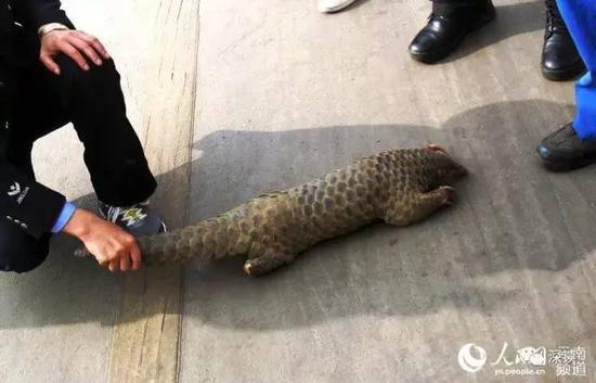 揭穿山甲販賣潛規(guī)則:送飯館前注水打興奮劑 揭穿山甲販賣潛規(guī)則:送飯館前注水打興奮劑