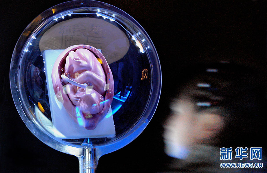 一名小學(xué)生在鄭州科技館內(nèi)參觀介紹遺傳、生育等知識(shí)的“奇幻生命之旅”展覽（2007年2月18日攝）。