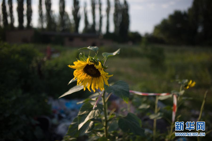 哭泣的向日葵——走訪(fǎng)馬航墜機(jī)現(xiàn)場(chǎng)