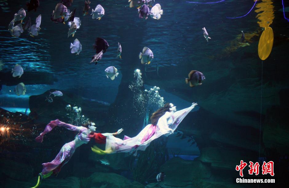 9月7日，在中秋節(jié)到來前一天，山東泉城海洋極地世界為游客帶來“嫦娥水中奔月”表演。