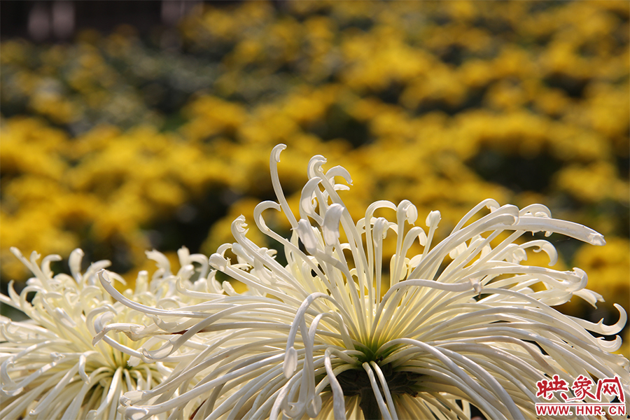 菊花飄香。
