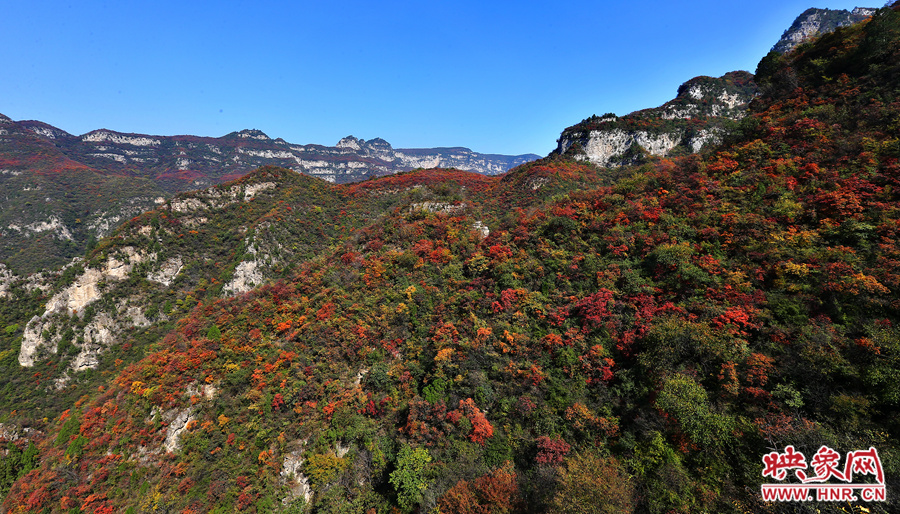 紅色，黃色，綠色的樹葉相互映襯