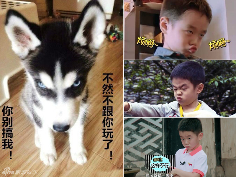 不小心就撞臉了！盤點動物界的明星相