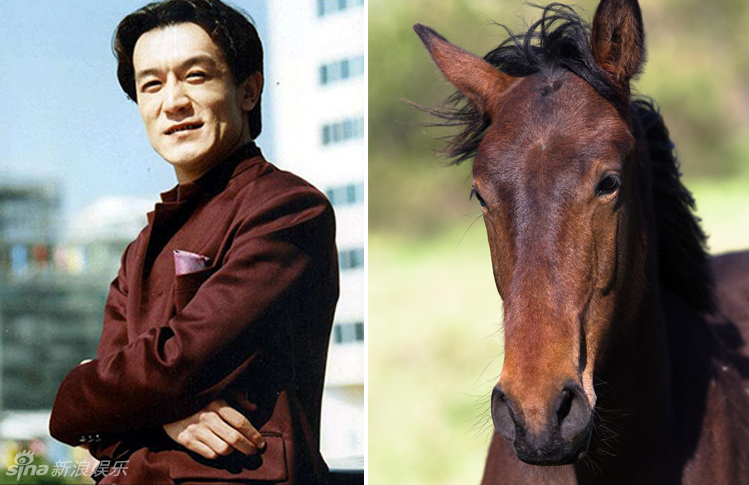 不小心就撞臉了！盤點動物界的明星相