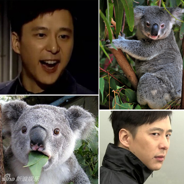 不小心就撞臉了！盤點動物界的明星相