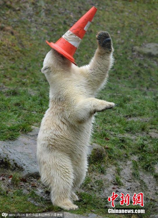 德國雙胞胎北極熊生日派對玩轉交通錐標