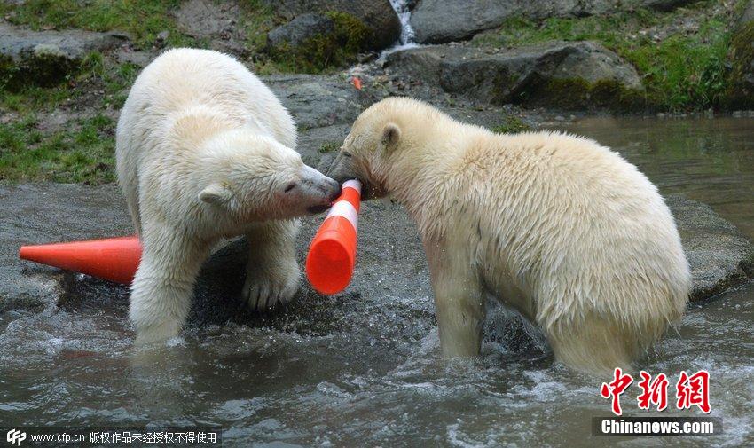 德國雙胞胎北極熊生日派對玩轉交通錐標
