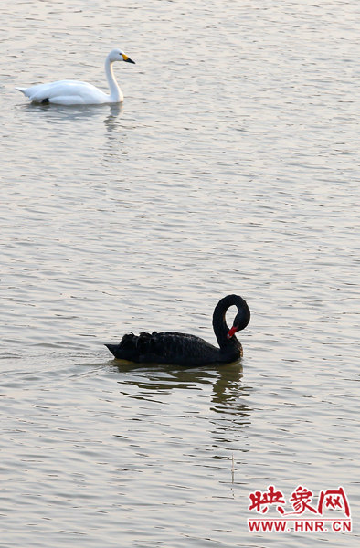 黑白呼應(yīng) 黑白呼應(yīng)