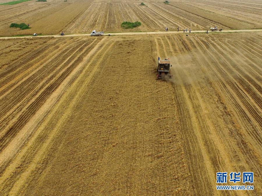 這是5月28日在河南省南陽市唐河縣甘河灣村航拍的麥收現(xiàn)場。